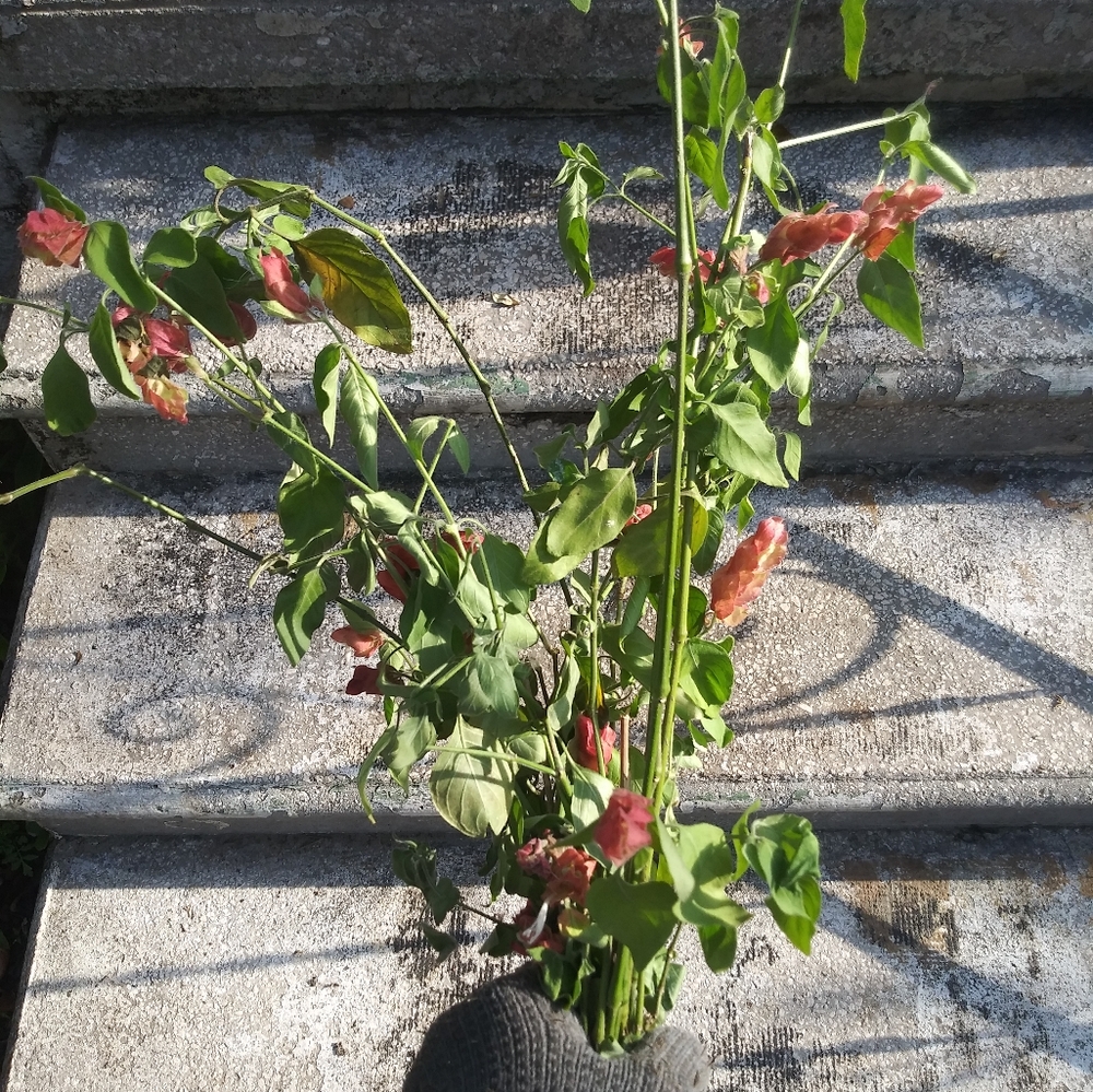 Bundle of 15 Red Shrimp Tailed Petunias